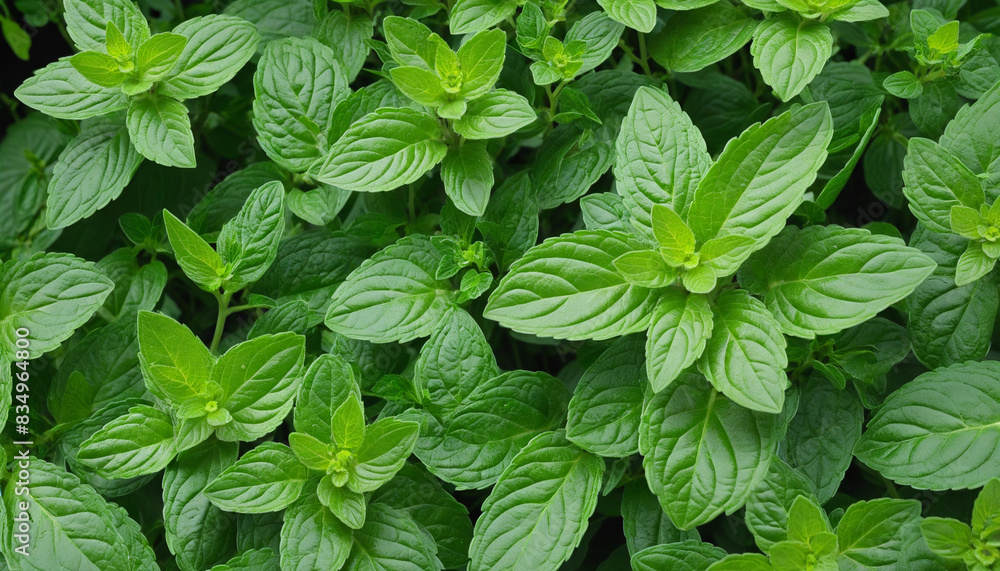 Poster various sizes and positions of fresh mint leaves isolated on a transparent background for versatile 
