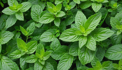 Various sizes and positions of fresh mint leaves isolated on a transparent background for versatile design use