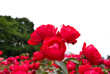 baeru 映える 赤い薔薇