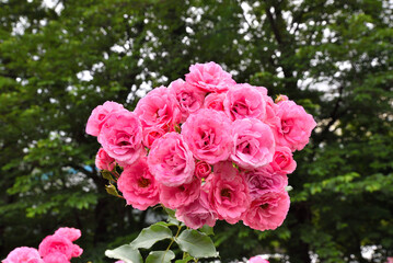 baeru 映えるピンクのばら