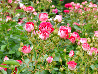 baeru 映えるばら