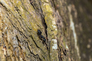 Ant on a wood. Side close-up of a red wood ant (Formica polyctena) in the wild.