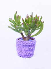 Crassula ovata Gollum - beautiful succulent house plant from South Africa, growing in a little pot decorated with lilac handmade knitted coating. Isolated on white background image.