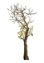 Obraz premium Tree isolated on transparent background with clipping path and alpha channel.