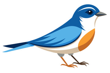 A martin bird vector artwork illustration