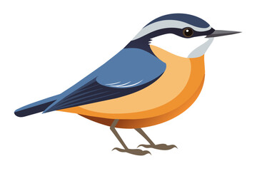  A nuthatch bird vector artwork illustration 
