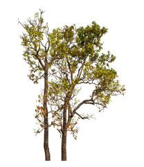 Tree isolated on transparent background with clipping path and alpha channel.