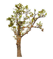 Obraz premium Tree isolated on transparent background with clipping path and alpha channel.
