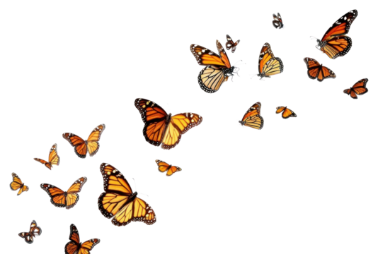 PNG Butterflys flying animal insect white background.