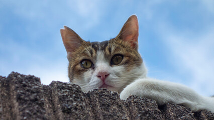 青空と塀の上の野良猫
