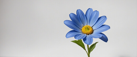 Beautiful blue daisy flower on a bright white background with clipping path