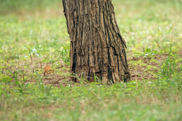Lower section of a tree growing in the wild at Nairobi National Park in Kenya 