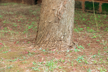 Lowe section of a tree growing in the wild at Nairobi National Park in Kenya 