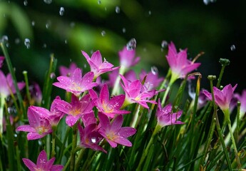 Beautiful blooming flower in garden