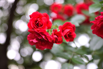 baeru 映える深紅の薔薇