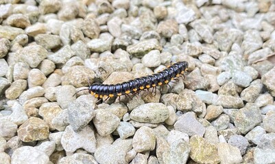 caterpillar on rocky surface