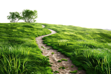 A winding hiking trail traversing a verdant meadow, with the treeline framing the horizon in a majestic arc, isolated on white background.