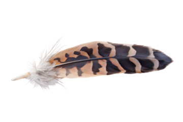 American kestrel feather, capturing its vibrant orange markings and elegant quill structure, isolated on white background