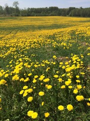 Sunny day in green field of wild yellow dandelions during spring in the meadow