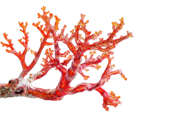 A vibrant close-up photo of a branching fire coral, showcasing its intricate patterns and fiery red hues, isolated on white background.