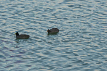 水草を咥えるオオバン