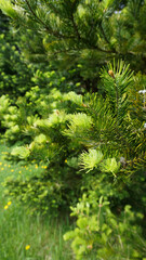 Closer look at spruce and it's young shoots during spring