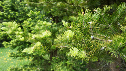 Closer look at spruce and it's young shoots during spring