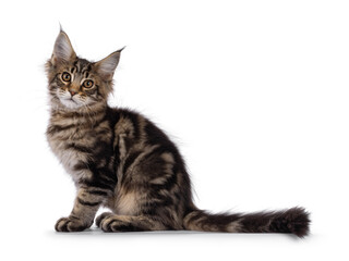 Brown tabby Maine Coon cat kitten with lots of attitude, sitting up side ways. Looking straight to camera. Isolated on a white background.