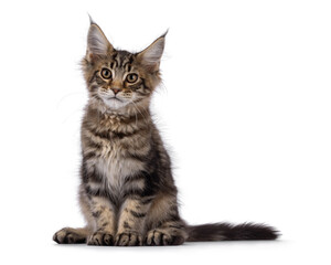 Brown tabby Maine Coon cat kitten with lots of attitude, sitting up facing front. Looking beside camera. Isolated on a white background.