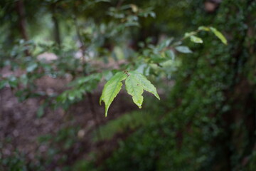 森を散歩して癒される