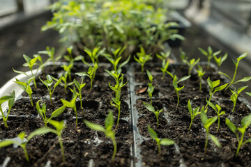 Seedlings on the balcony. Gardening. Shoots and plants, growing, windowsill. Selective focus