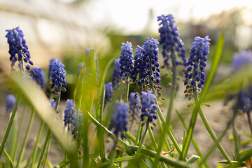 Blue Muscari flowers. A group of Grape hyacinth Muscari armeniacum blooming in the spring. Selective focus