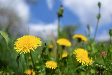 Pretty summer field. Dandelion against sunny blue sky