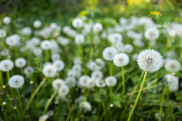 White fluffy dandelions, natural green spring background, selective focus
