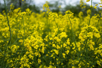 Fototapeta premium A golden field of Brassica napus. Oilseed Rape