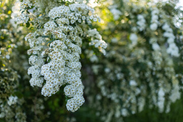 Flowering white Garland Spirea close up