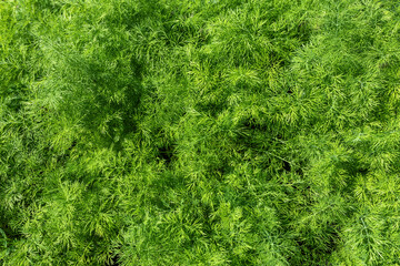 Fototapeta premium fresh green dill background. fresh green dill texture. top view