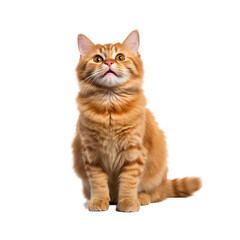 Obraz premium Happy cat isolated on transparent background