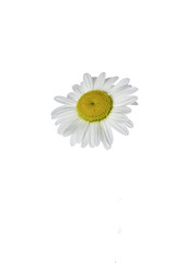 daisy flower