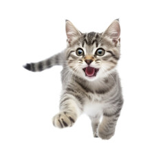 Fototapeta premium Happy cat isolated on transparent background