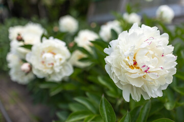 White double flower of Paeonia lactiflora cultivar Casablanca close-up. Flowering peony in garden