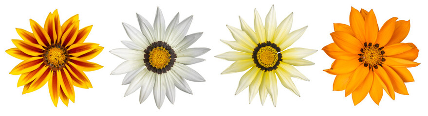 Gazania flower with orange white and yellow petals isolated on a white background