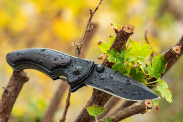 Wet, military tactical knife is stuck trunk fallen tree in the forest