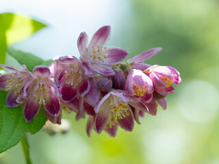 ピンクの紅花梅花空木
