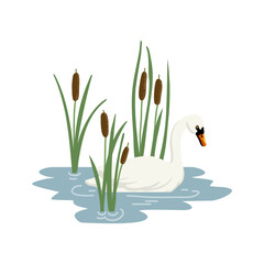 vector drawing white swan and lesser bulrush, wild water bird and plants isolated at white background, hand drawn illustration