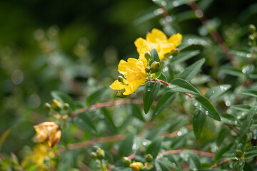 yellow flower in the garden