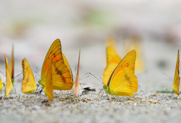 Obraz premium Butterflies eat food on the sand. 