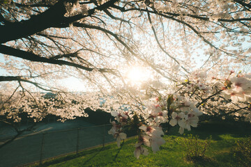 記憶の中の桜