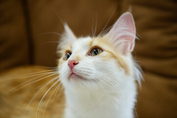 Porträt einer Türkisch Angora Katze