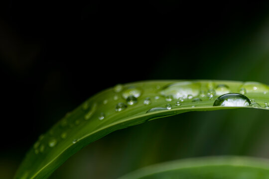 Raindrops on fresh green leaves for background.